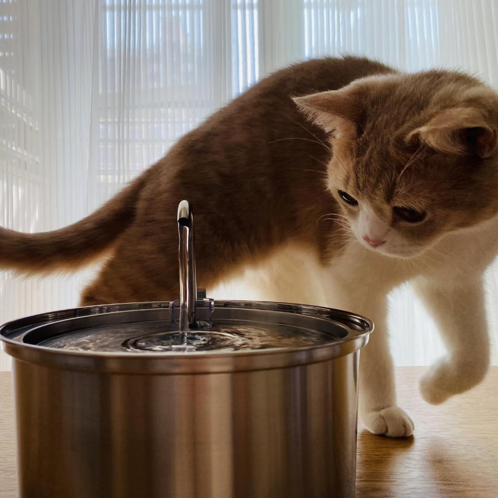 The KittySpout 3.2L Surgical Stainless Steel Fountain