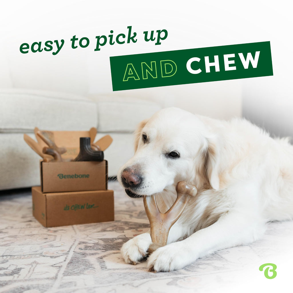 Benebone Medium 4-Pack Dog Toys for Aggressive Chewers